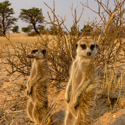 Kalahari